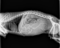 Radiografie